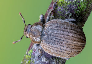 Dünengrasrüssler (Philopedon plagiatum), 20.06.2022, Hamminkeln