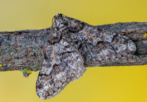 Agriopis leucophaearia