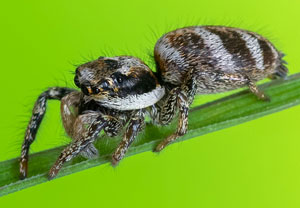 Mauer-Zebraspringspinne (Salticus scenicus), 06.04.2023, Hürth
