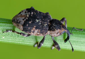 Großer Schachtelhalmrüßler (Grypus equiseti), 28.05.2023, Biberwier