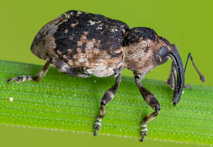 Großer Schachtelhalmrüßler (Grypus equiseti), 28.05.2023, Biberwier