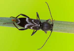Weißbindiger Widderbock (Chlorophorus sartor), 06.07.2023, Baska