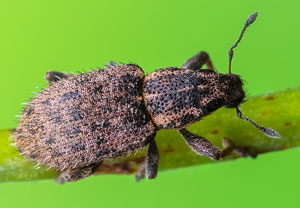 Borstiger Blattrandrüssler (Sitona hispidulus), 26.08.2023, Bad Münstereifel
