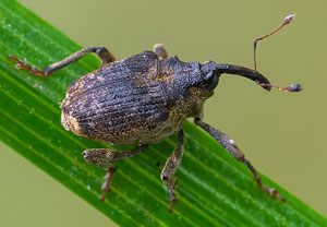 Gekörnter Nesselrüssler (Parethelcus pollinarius), 10.10.2023, Wyry