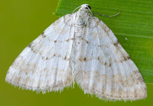 Perizoma albulata