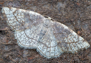 Stegania trimaculata