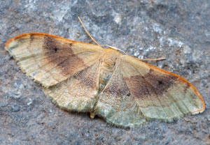 Idaea degeneraria