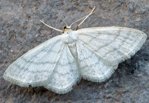 Graulinien-Zwergspanner (Idaea subsericeata), 13.05.2024, Hürth
