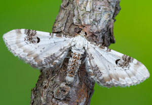 Eupithecia centaureata