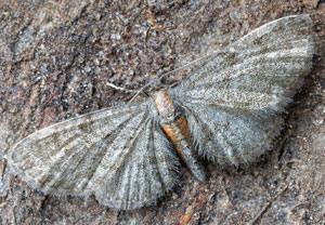Eupithecia haworthiata
