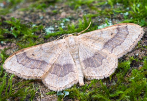 Idaea aversata