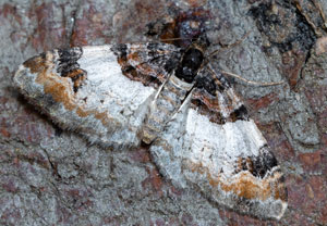 Catarhoe cuculata