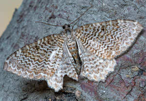 Wellenspanner (Hydria undulata), 12.07.2024, Gerlos