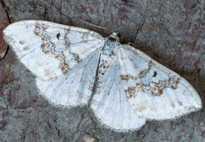 Schwarzbraunbinden-Blattspanner (Xanthorhoe montanata), 12.07.2024, Gerlos