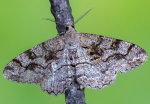 Alcis repandata