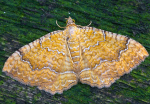 Camptogramma bilineata