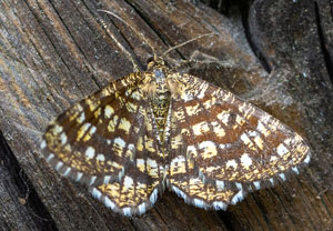 Chiasmia clathrata