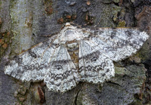 Schlehenhecken-Grauspanner (Ascotis selenaria), 02.08.2024, Wyry