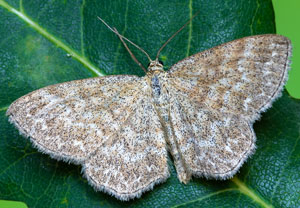 Scopula immorata