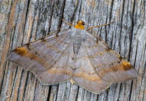 Violettgrauer Eckflügelspanner (Macaria liturata), 30.07.2024, Wyry