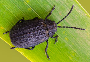 Galeruca interrupta, 14.10.2024, Roses