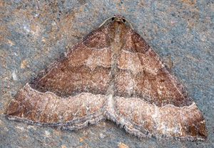 Larentia clavaria