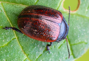 Chrysolina diluta, 17.10.2024, Roses