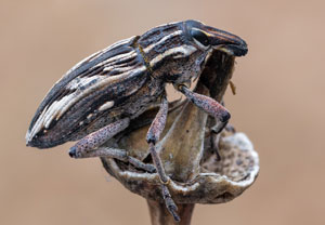 Coniocleonus nigrosuturatus, 17.10.2024, Roses