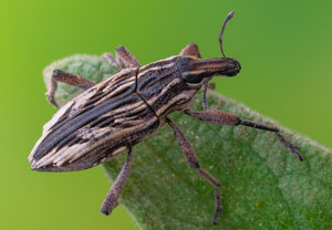 Coniocleonus nigrosuturatus, 17.10.2024, Roses