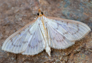 Hodebertia testalis, 19.10.2024, Roses