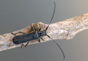 Metallfarbener Lindenbock (Stenostola dubia), 15.05.2022, Jülich