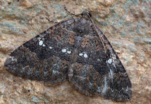 Larentia malvata, 15.10.2024