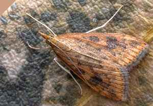 Wander-Fettzünsler (Udea ferrugalis), 14.10.2024, Roses