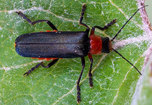 Ancistronycha abdominalis, 10.05.2024, Holzgau