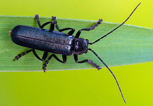Ancistronycha abdominalis, 11.05.2024, Elmen