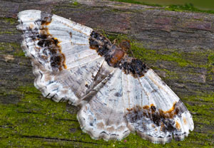 Ligdia adustata