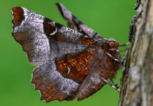Selenia tetralunaria
