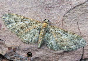 Eupithecia abbreviata