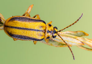 Ulmenblattkäfer (Xanthogaleruca luteola), 25.07.2022, Vir