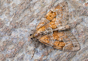 Thera obeliscata