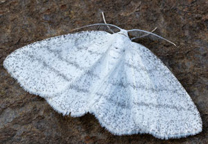 Cabera pusaria