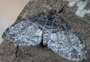 Grauer Lappenspanner (Lobophora halterata), 01.05.2025, Hürth