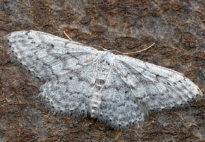 Idaea seriata
