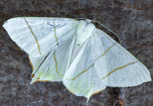 Ourapteryx sambucaria