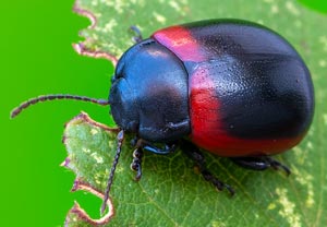 Rotrandiger Wegerichblattkäfer (Chrysolina limbata), 19.08.2025, Baska