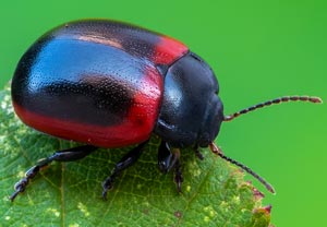 Rotrandiger Wegerichblattkäfer (Chrysolina limbata), 19.08.2025, Baska