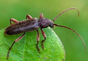 Trichoferus campestris, 29.07.2025, Petronell-Carnuntum