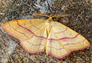 Rotbandspanner (Rhodostrophia vibicaria), 10.08.2025, Baska