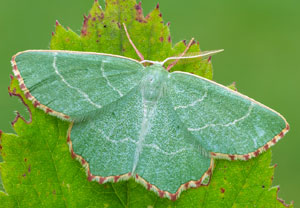 Thalera fimbrialis