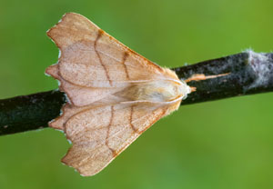 Ennomos erosaria